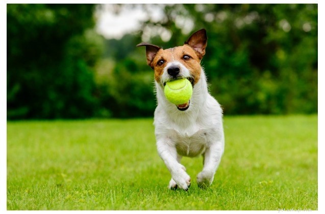 Dog Rocks: Safeguard Your Lawn from Pet Urine Stains