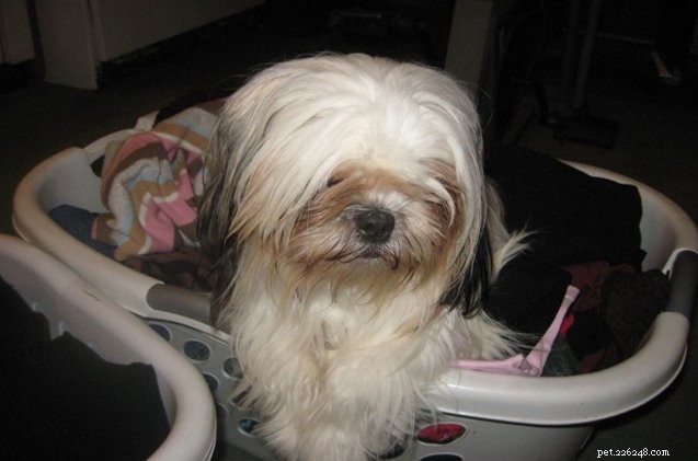 How to Keep Dog Hair Off Your Clothes: Simple, Effective Solutions