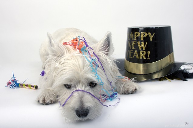 Celebrate the New Year: 6 Safe & Fun Ways to Ring in 2022 With Your Dog