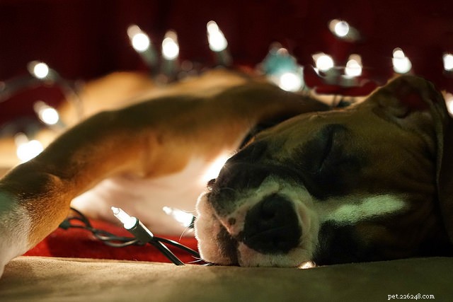 Why Gifting a Pet This Christmas Can Backfire – Consider the Risks
