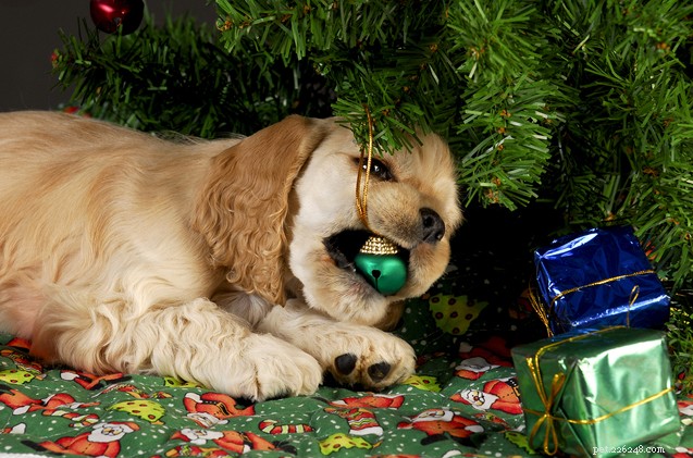 7 Expert Tips to Keep Your Dog Safe Around the Christmas Tree