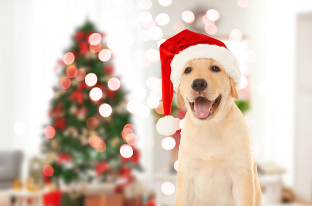 Holiday Season Alert: Rising Puppy Scams Nationwide