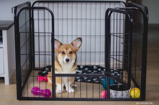 Why Puppy Crate Training Is Essential—and How to Get Started Today