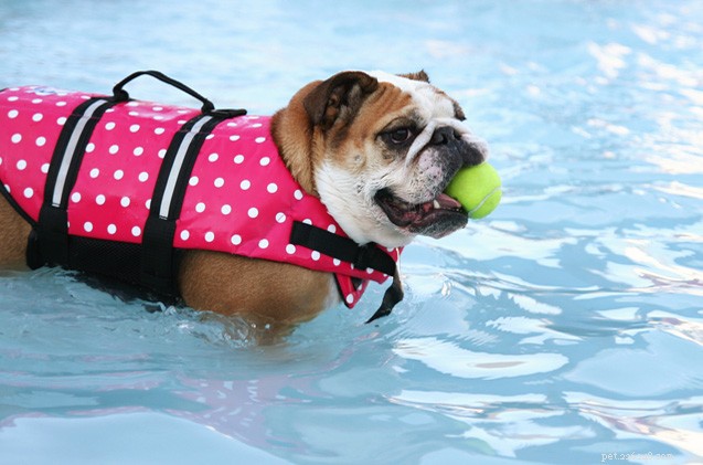 Steps to Take When Your Dog Goes Missing