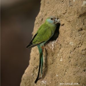 Hooded Parrot: Care, Traits & Popularity