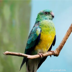 Red Rumped Parrot: Australia’s Popular, Colorful Companion Bird