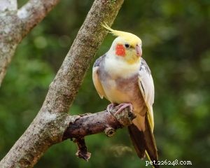 Cockatiel: The Friendly, Easygoing Pet Bird Everyone Loves