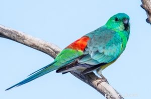 Red Rumped Parrot: Australia’s Popular, Colorful Companion Bird