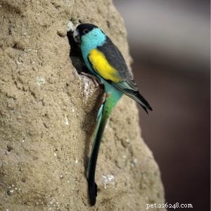 Hooded Parrot: Care, Traits & Popularity