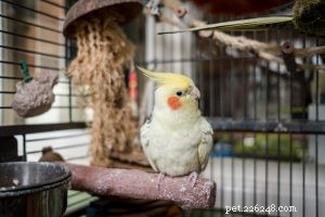 Cockatiel: The Friendly, Easygoing Pet Bird Everyone Loves