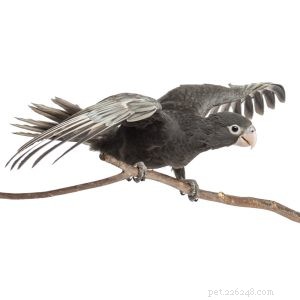 Vasa Parrot: The Intelligent & Charming Companion of the Aviculture World