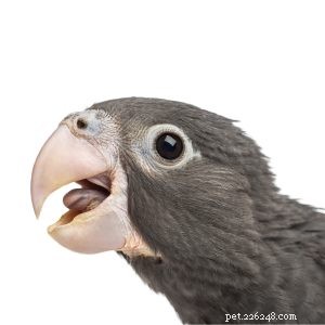 Vasa Parrot: The Intelligent & Charming Companion of the Aviculture World