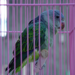 Blue‑Rumped Parrot: A Gentle, Unique Companion for Apartment Living