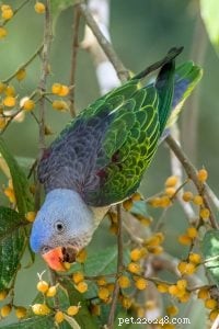 Blue‑Rumped Parrot: A Gentle, Unique Companion for Apartment Living