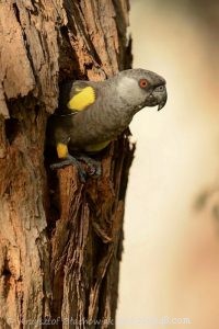 Rüppell s Parrot: Africa’s Elegant & Affectionate Avian Treasure