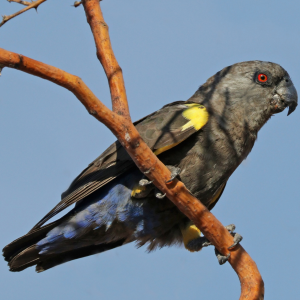 Rüppell s Parrot: Africa’s Elegant & Affectionate Avian Treasure