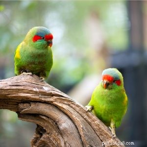 Musk Lorikeet: A Charming, Playful Companion for Your Home