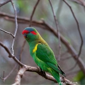 Musk Lorikeet: A Charming, Playful Companion for Your Home