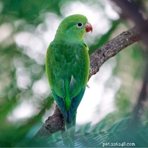 Plain Parakeet: Charming Companion for Aviculturists