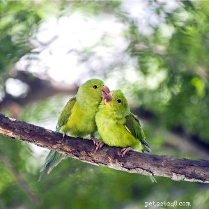 Plain Parakeet: Charming Companion for Aviculturists