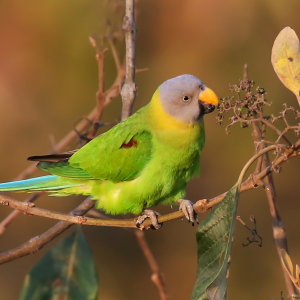 Blossom-Headed Parakeet: Unique Traits & Care Guide