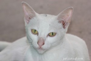 Khao Manee: Thailand’s Royal White Cat, the Diamond Eye