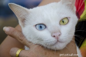 Khao Manee: Thailand’s Royal White Cat, the Diamond Eye