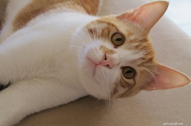 Arabian Mau: Ancient Desert Cat Breed with Over 1,000 Years of History