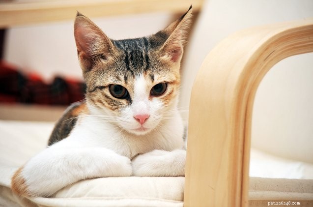 Arabian Mau: Ancient Desert Cat Breed with Over 1,000 Years of History