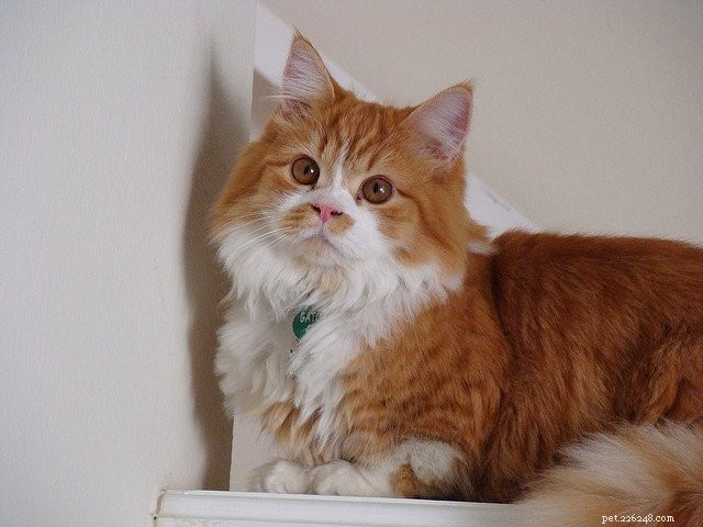 Minuet Cat: Elegant Short-Legged Persian-Munchkin Hybrid