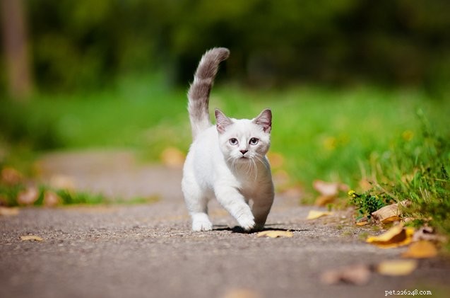 Minuet Cat: Elegant Short-Legged Persian-Munchkin Hybrid