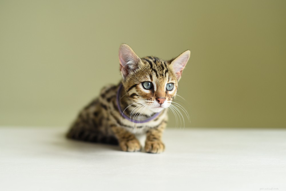 Cheetoh Cats: Stunning Hybrid of Ocicat & Bengal