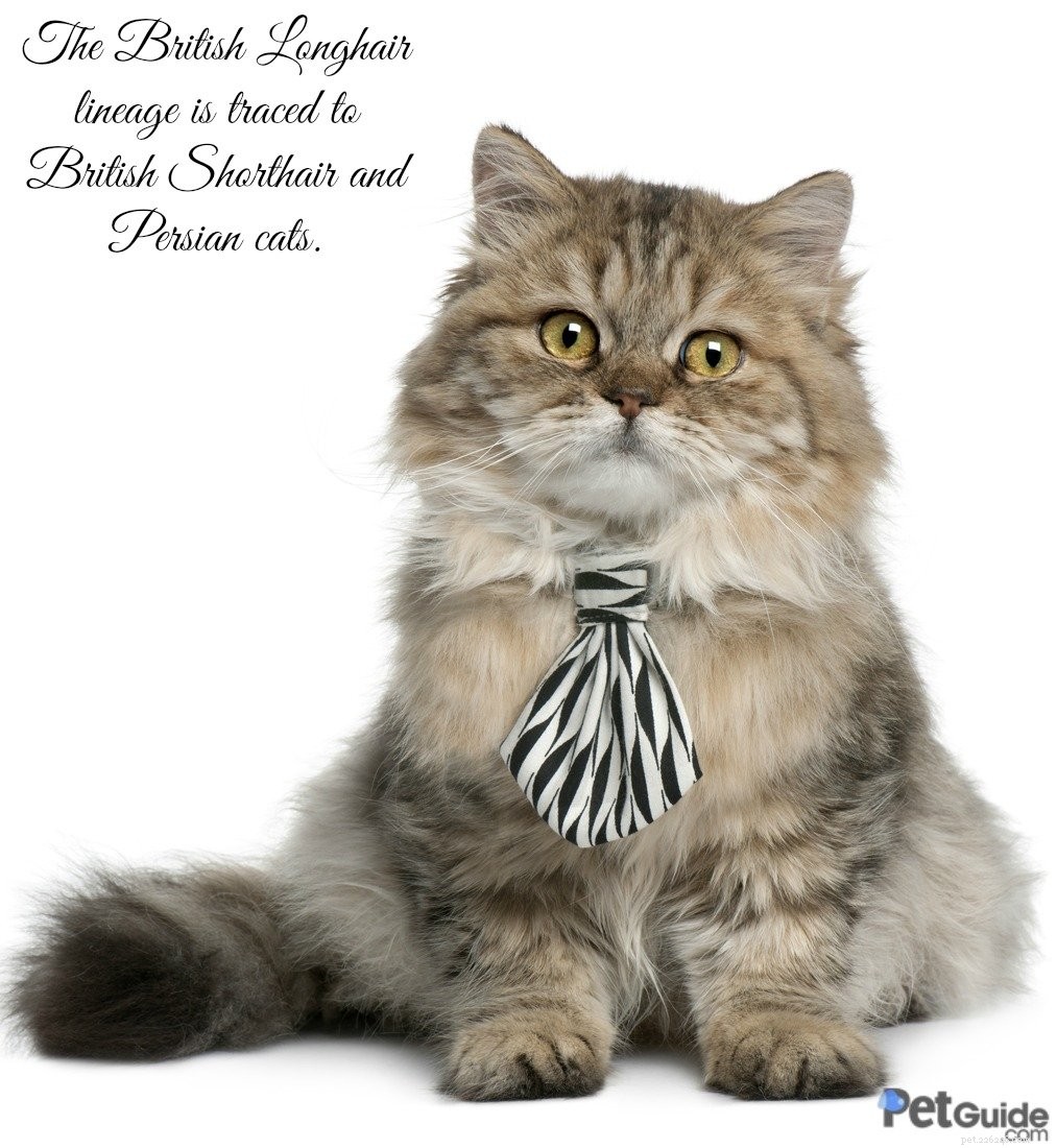 British Longhair: A Luxurious Blend of British Shorthair and Persian Cats