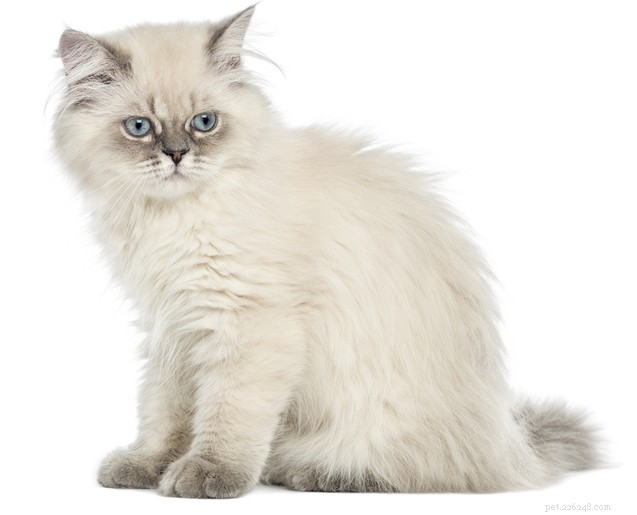 British Longhair: A Luxurious Blend of British Shorthair and Persian Cats
