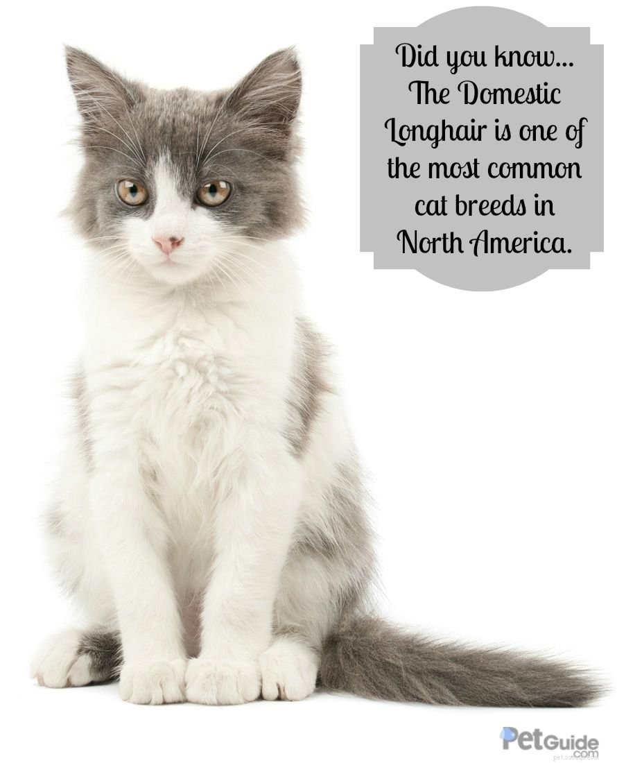 Domestic Longhair Cats: History, Traits, and Care