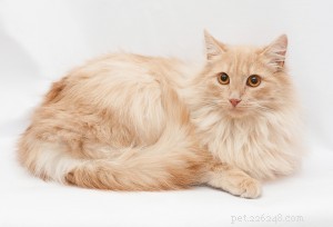 Domestic Longhair Cats: History, Traits, and Care