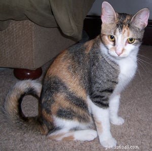 American Ringtail Cat: A Unique Breed with a Curled Tail