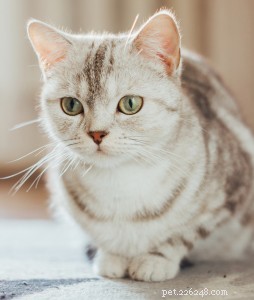 Scottish Straight Cat: History & Traits
