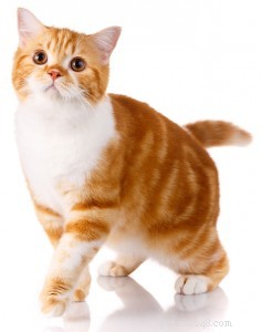 Scottish Straight Cat: History & Traits