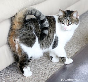 American Ringtail Cat: A Unique Breed with a Curled Tail