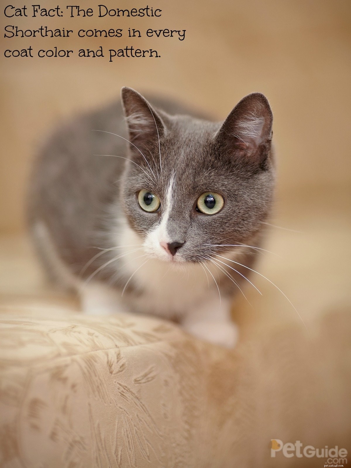Domestic Shorthair Cats: Versatile, Loving, and Widely Beloved Pets