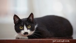 Domestic Shorthair Cats: Versatile, Loving, and Widely Beloved Pets