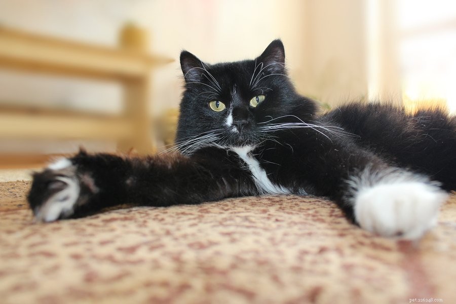 Domestic Medium Hair Cats: History, Traits, and Adoption Guide