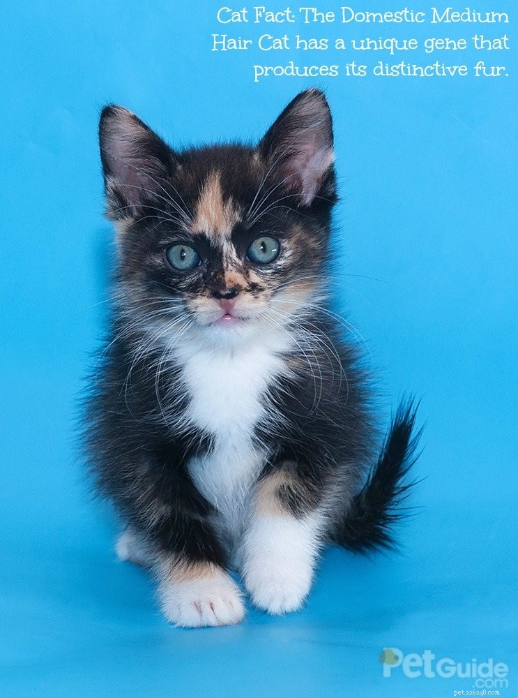 Domestic Medium Hair Cats: History, Traits, and Adoption Guide
