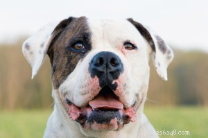 American Bulldog: A Loyal Companion for Families