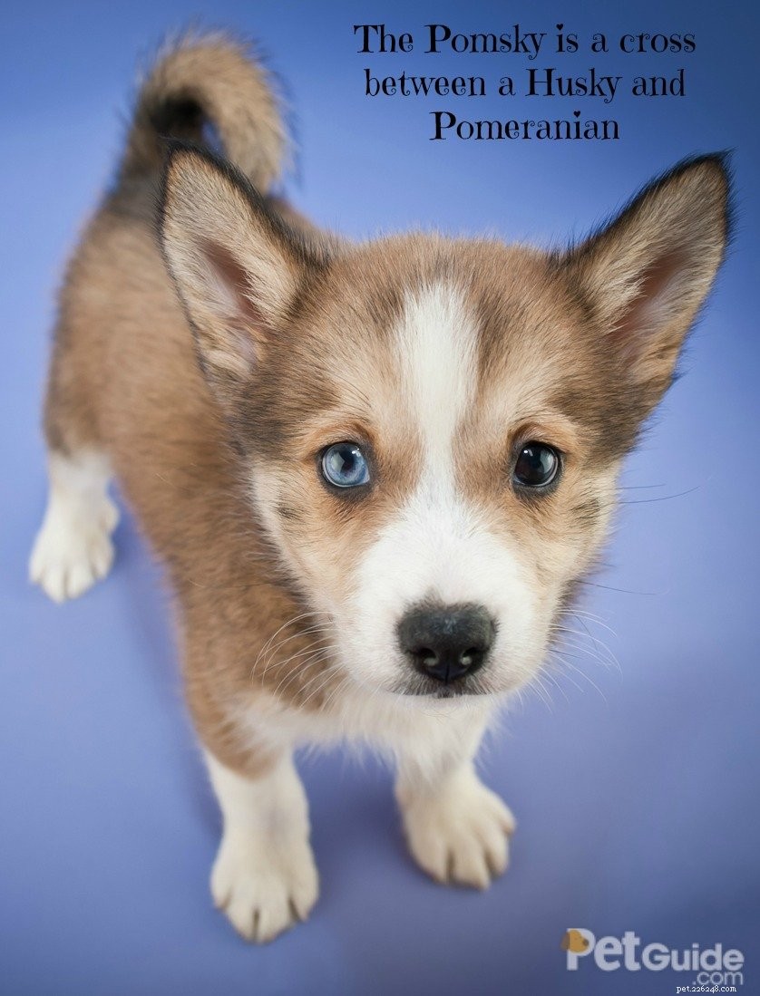 Pomsky Dogs Explained: Why These Fluffy Miniature Wolves Are Captivating
