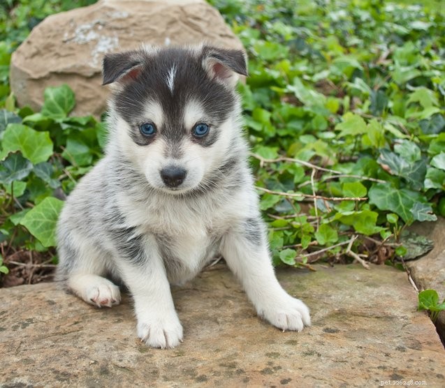 Pomsky Dogs Explained: Why These Fluffy Miniature Wolves Are Captivating