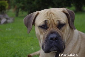 Boerboel: Loyal Protector Dog for the Family
