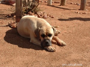 Boerboel: Loyal Protector Dog for the Family