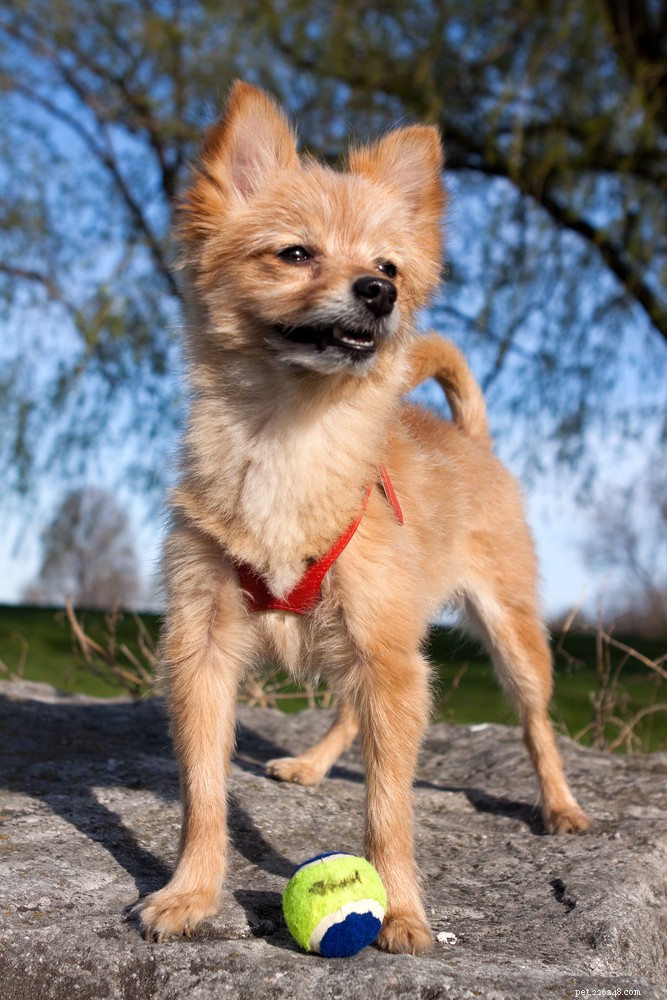 The Torkie: A Charming Yorkshire Terrier-Cocker Spaniel Hybrid